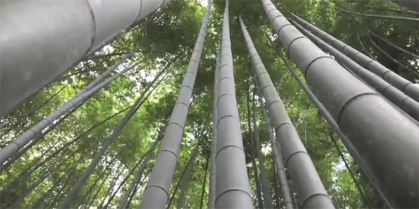 Bamboo Forest in Japan