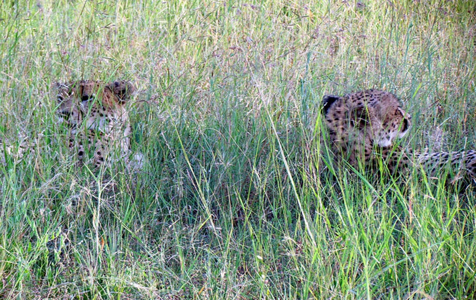 cheetahs in the grass in South Africa