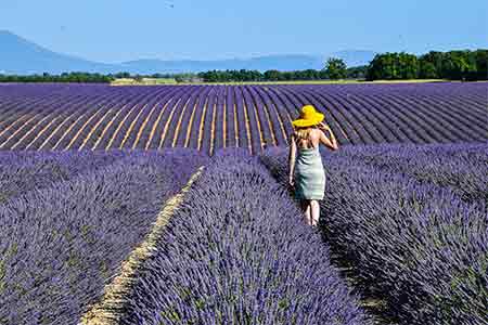 Lavender fields in Provence